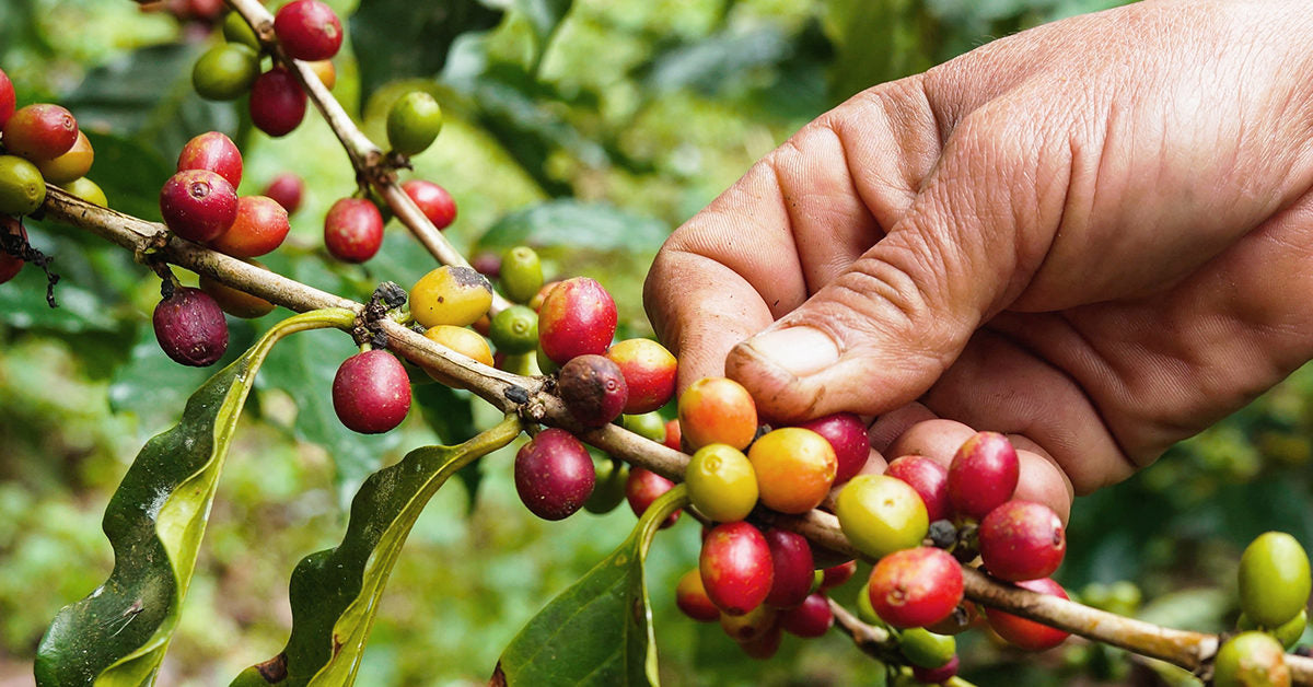 A Brief Histroy Of Coffee Seven Trees Coffee