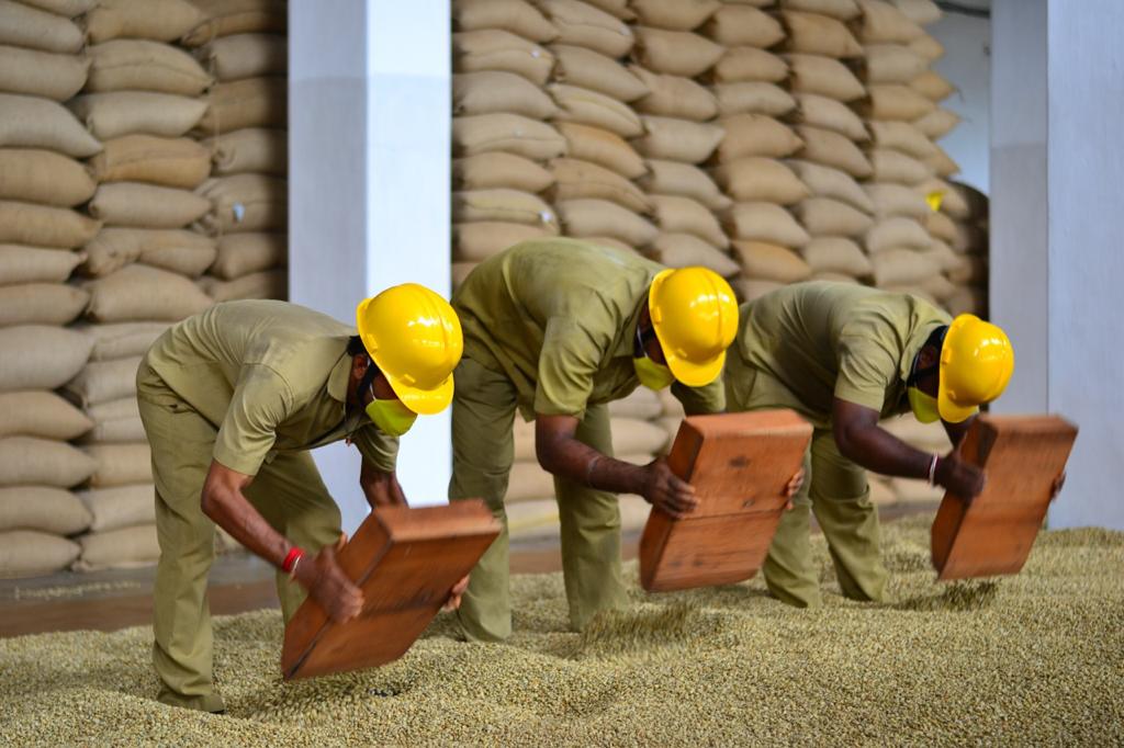Monsooning Process: Transforming Coffee Beans for Distinctive Taste Seven Trees Coffee